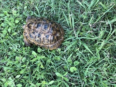 Testudo graeca terrestris