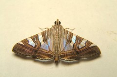Glyphodes stolalis
