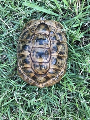 Testudo graeca terrestris