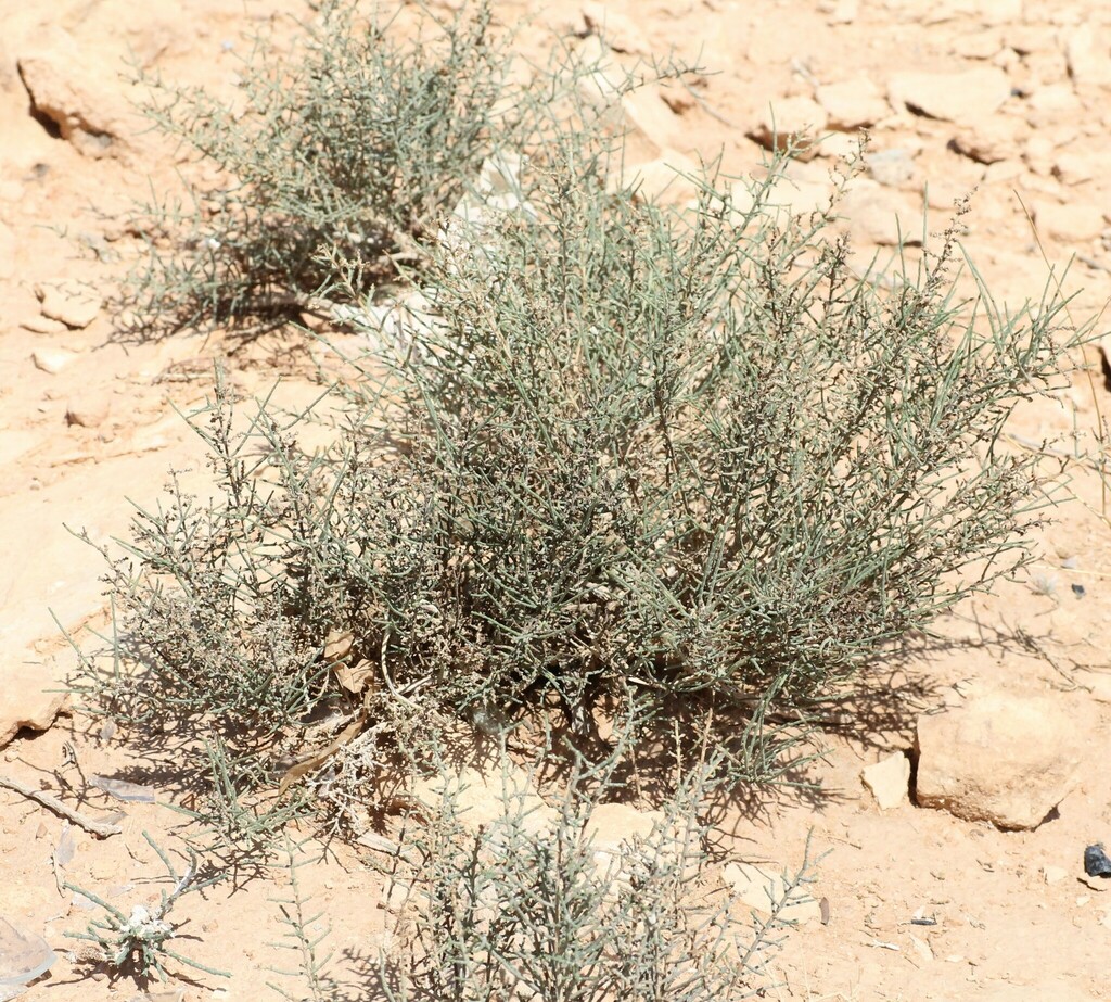 Hammada articulata