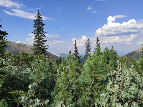 Dwarf Siberian pine (Pinus pumila)