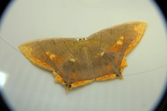 Thinopteryx nebulosa