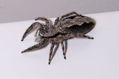 Platycryptus undatus