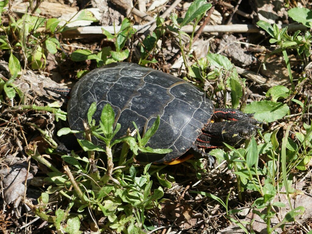 Eastern Painted Turtle from Kent County, DE, USA on June 19, 2022 at 0945 AM by James D Barry