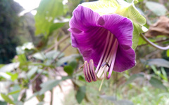 Cobaea scandens