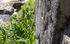 Stenocercus crassicaudatus