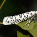 Lesser Speckled Ermine - Photo (c) suncana, some rights reserved (CC BY), uploaded by suncana