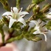 Andersonia micrantha - Photo (c) Keith Morris, algunos derechos reservados (CC BY-NC), subido por Keith Morris