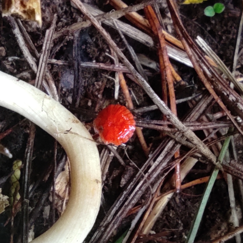 Ruby Bonnot ruby bonnet in April 2023 by Janelle Veenendaal · iNaturalist