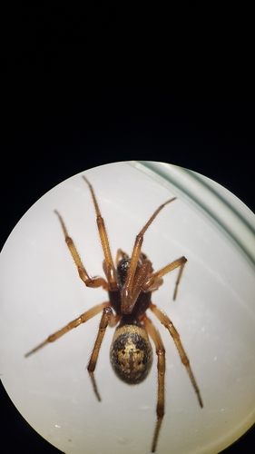 Noble false widow