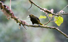 Psarocolius atrovirens