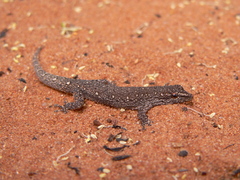 Chobe Dwarf Gecko photo 3