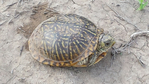 Terrapene ornata
