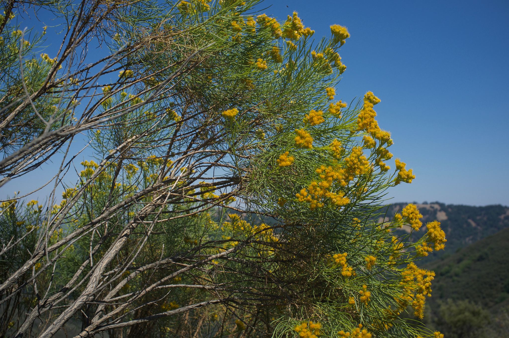 Ericameria arborescens