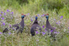 Southern Helmeted Guineafowl - Photo (c) Mark Sikking, some rights reserved (CC BY-NC-ND), uploaded by Mark Sikking