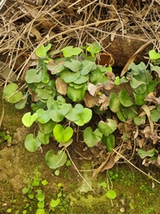 Adiantum reniforme image