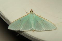 Margaroniini