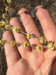 Eriogonum roseum