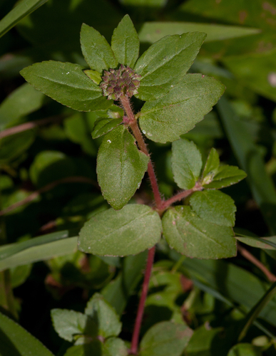 Euphorbia ophthalmica image