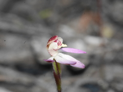 Caladenia bartlettii