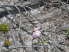 Caladenia bartlettii