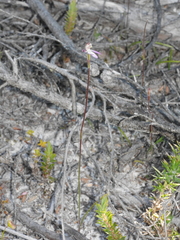 Caladenia bartlettii