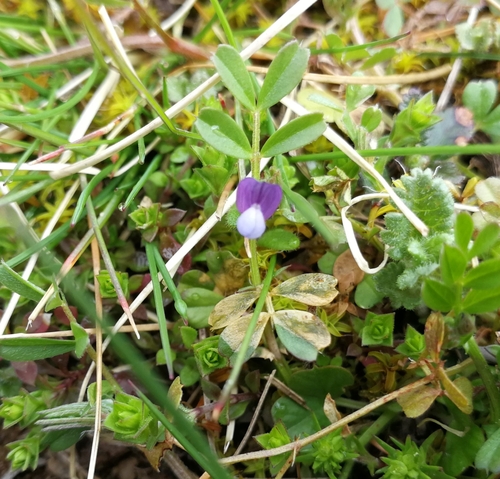vika hrachorovitá (Vicia lathyroides)