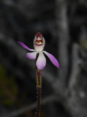 Caladenia bartlettii