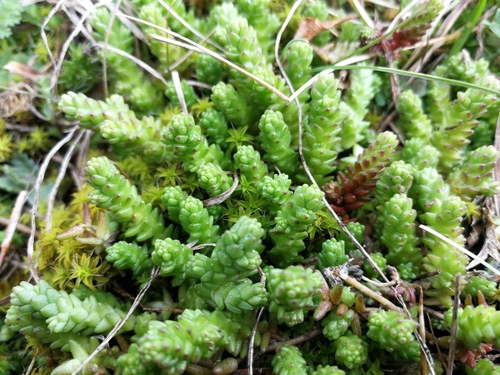rozchodník prudký (Sedum acre)