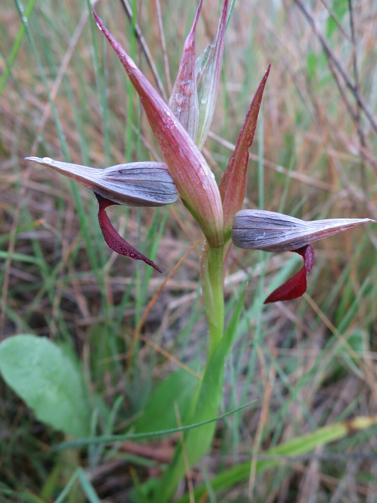 Serapias strictiflora