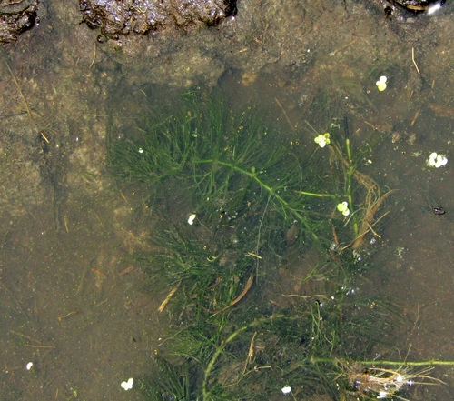 Soft hornwort (Ceratophyllum submersum)