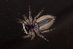 Platycryptus undatus