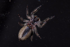 Platycryptus undatus