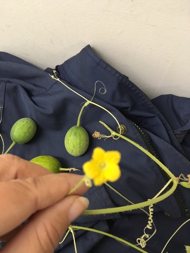 Cucumis melo