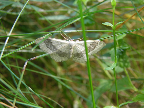 Juodajuostis Sprindžiukas