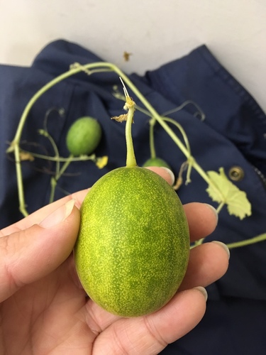 Cucumis melo