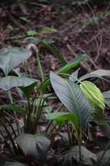 Spathiphyllum