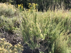 Brickellia laciniata