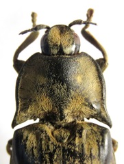 Tetralobus flabellicornis