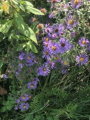 Aster flaccidus