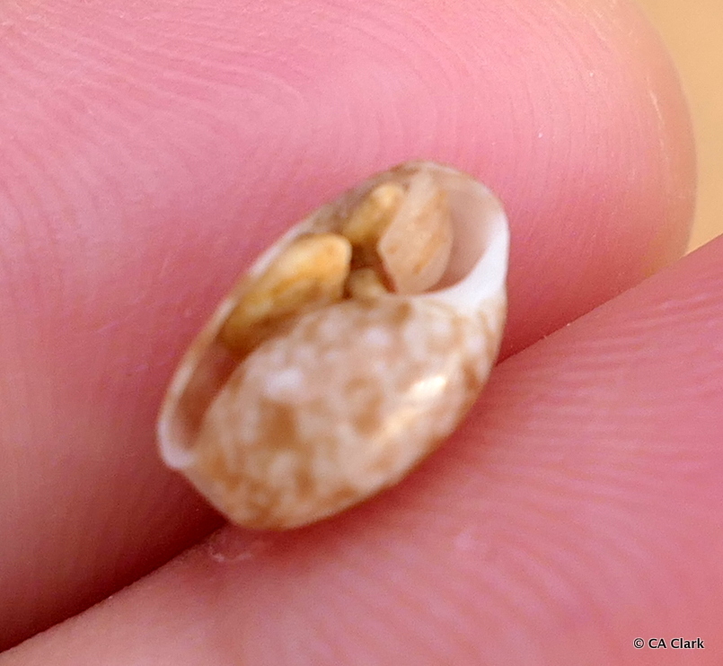 Bulla peasiana