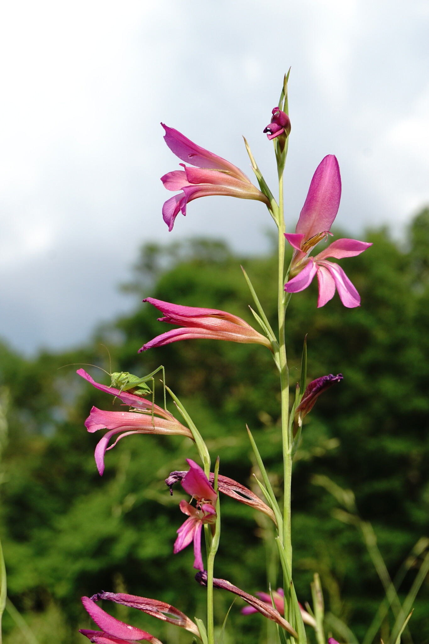 Gladiolus italicus