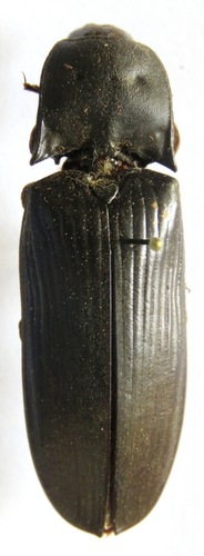Tetralobus hiekei