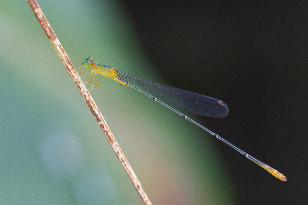 Metaleptobasis bicornis