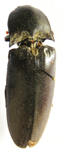 Tetralobus rotundifrons