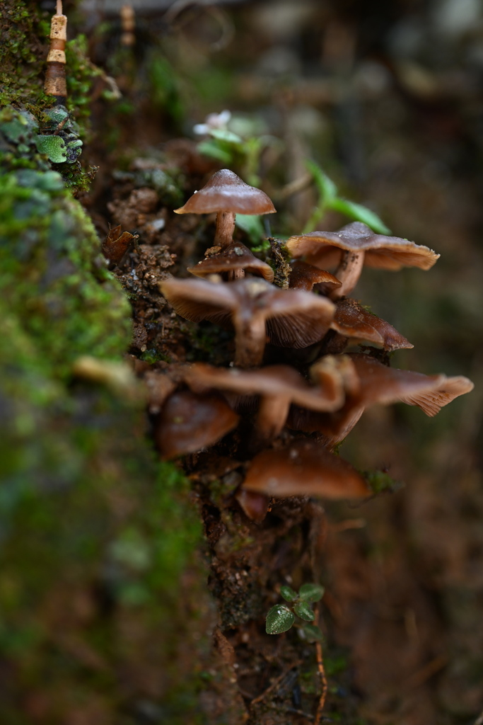 Psilocybe moseri · March 2023 · photo: © alan_rockefeller (iNaturalist, cc-by-sa)