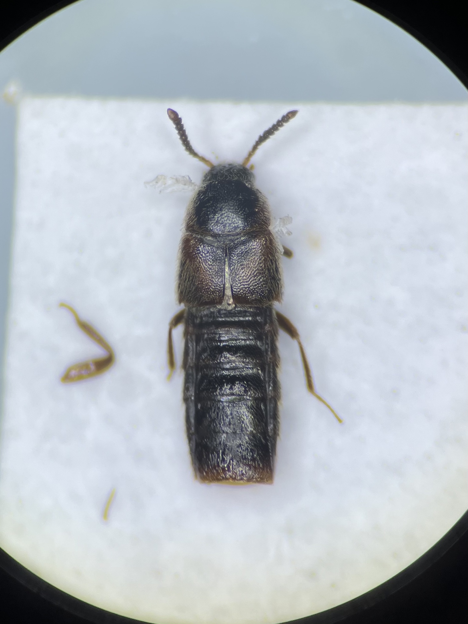 Haploglossa marginalis
