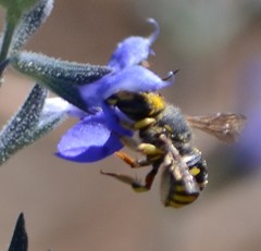Anthidium manicatum