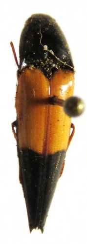 Ypsilosthetus semiotulus image