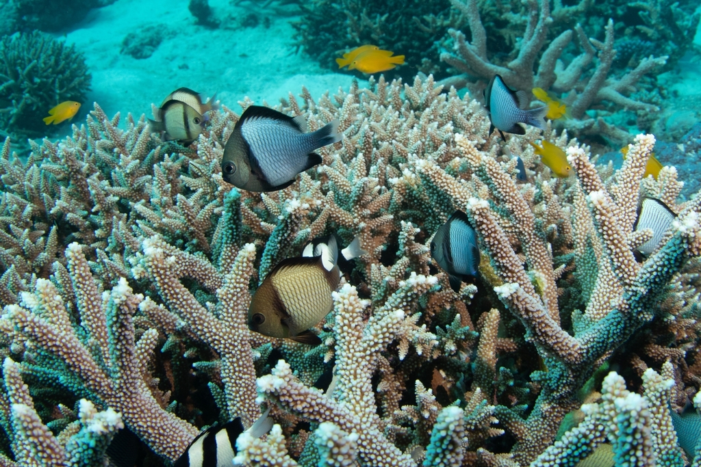 Reticulated Damselfish from Lady Elliot Island on April 1, 2023 at 10